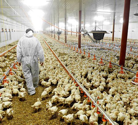 A farmer veterinary walks inside a poultry farm